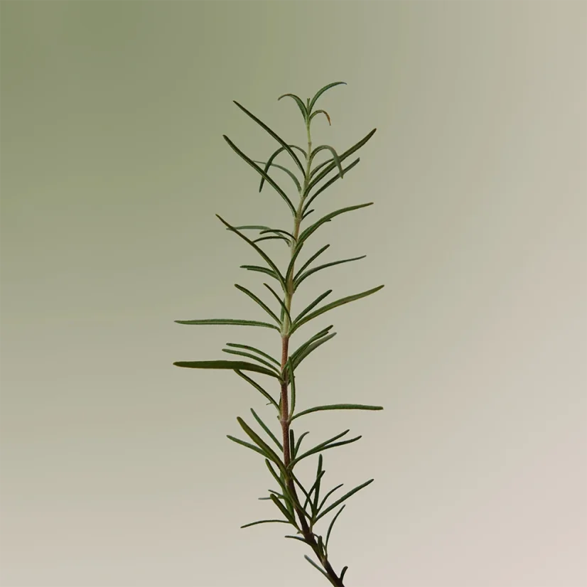 AROMATICA - Rosemary Scalp Scaling Shampoo 180ml