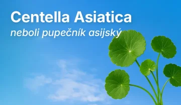 Centella Asiatica neboli pupečník asijský Centella Asiatica neboli pupečník asijský