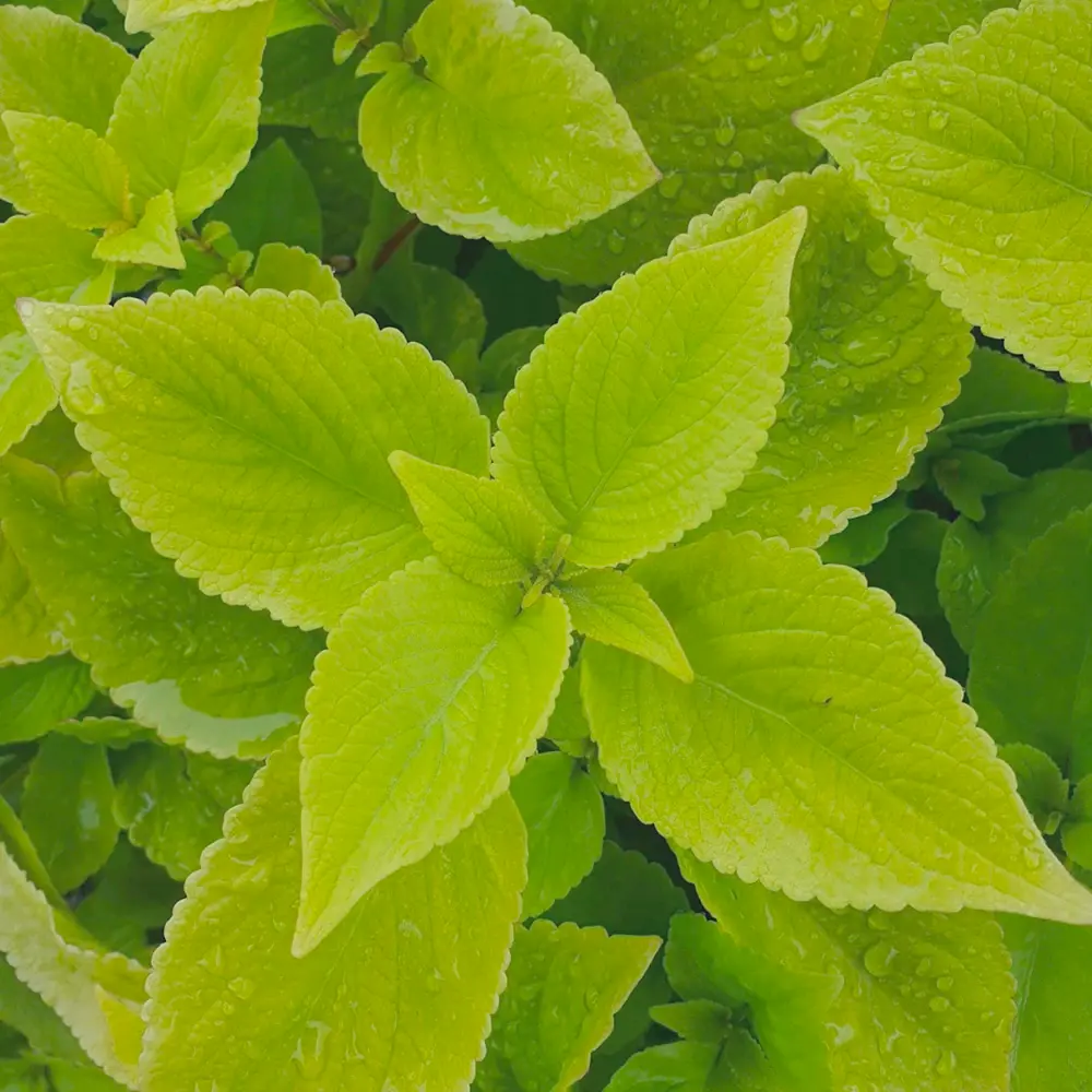 Centella Asiatica / Pupečník asijský