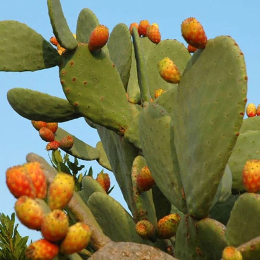 Opuntia ficus-indica